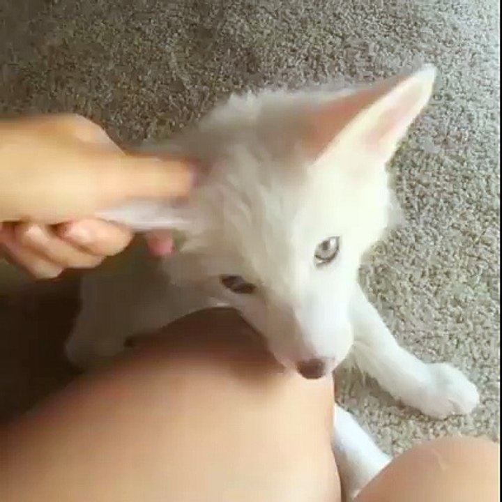 Adorable Fox Loves getting Ear Rubs ヅ