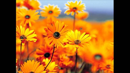 ポケモンＯＰライバル-松本梨香