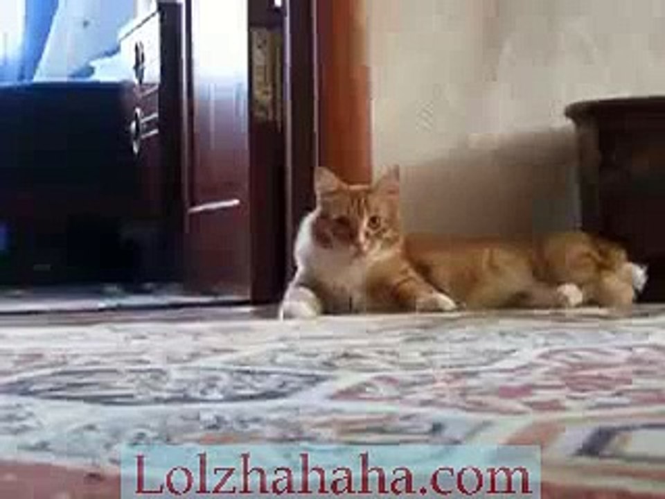 Cat gone crazy suddenly