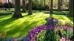 Keukenhof 2012 - Tulips and flower exhibition (HD)