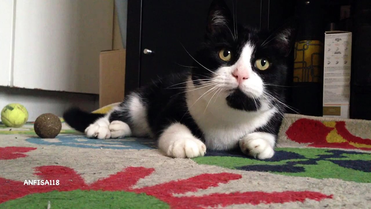 Cat playing with natural Catnip Mice Very Funny