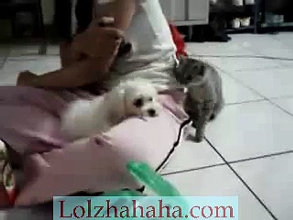 Cat Teasing Puppy