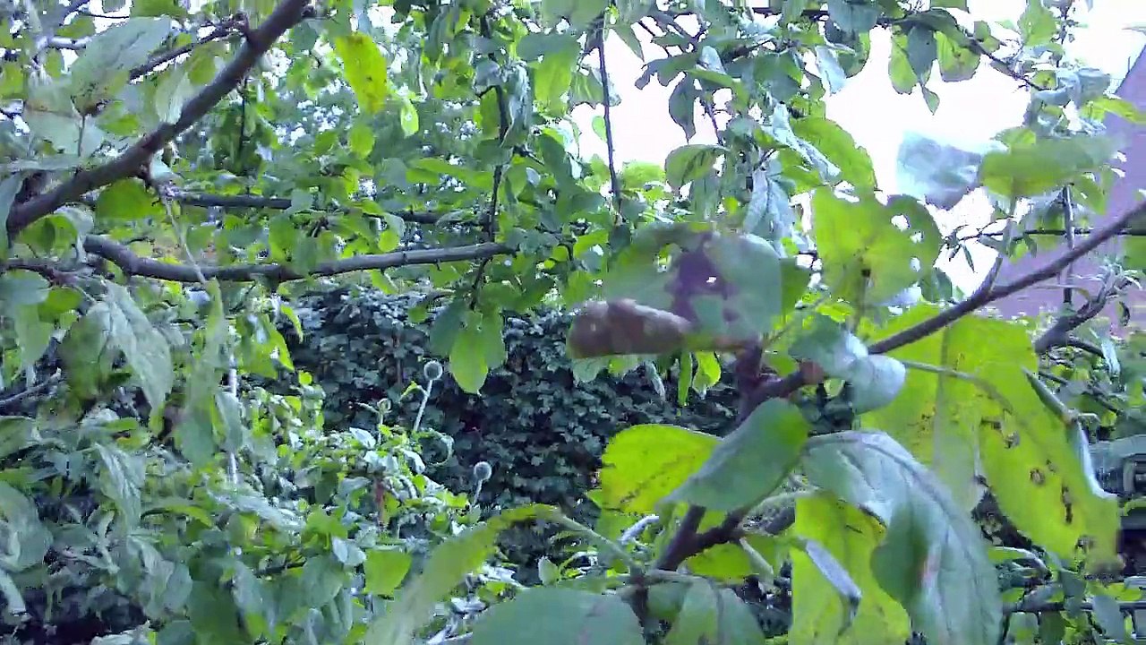 Tamil Eela Apple Tree.
