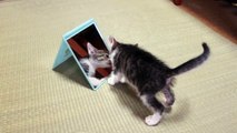 子猫と鏡 - Kitten attacks mirror -
