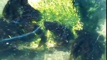 Seaweed 101 - Seaweed Harvesting Adventures in the Puget Sound