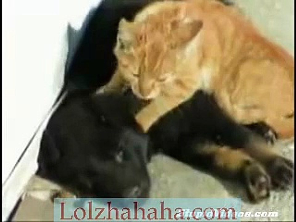 Cat Massage