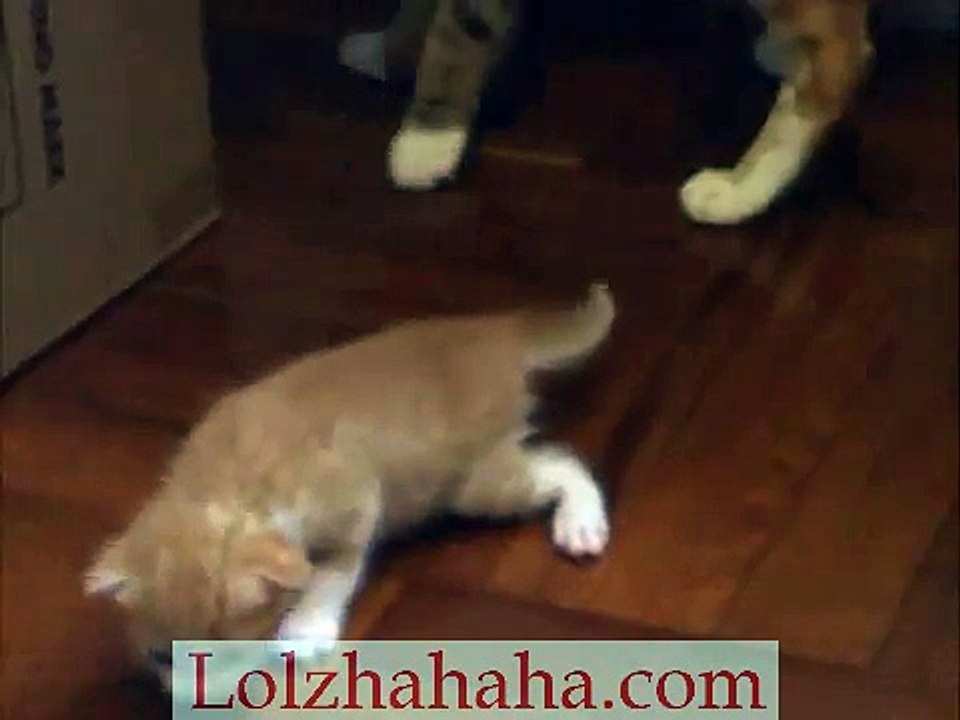 Cat mom try to take her kitten back