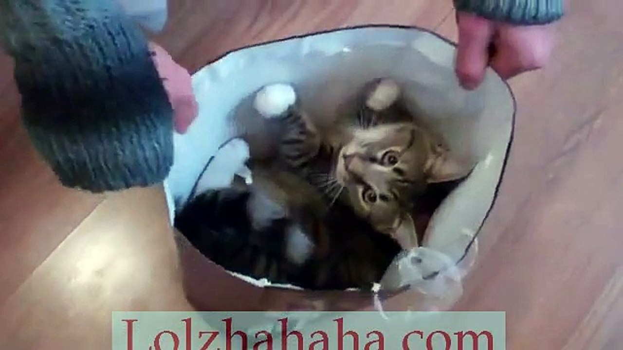 Cat Out Of the Bag! Funny Kitty Cat in Bag