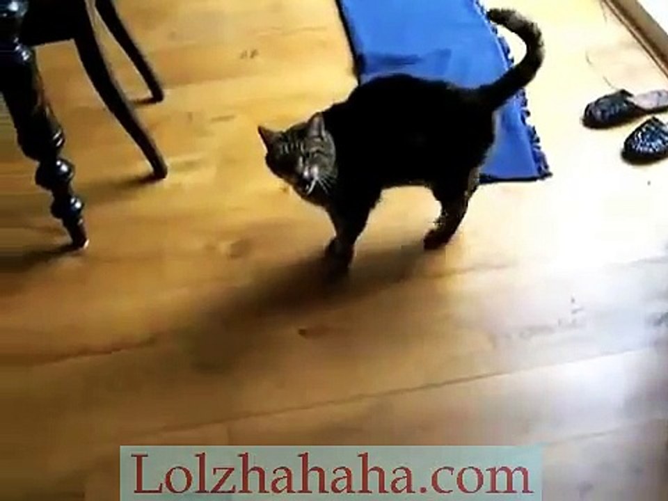 Cat Playing _I Spy_