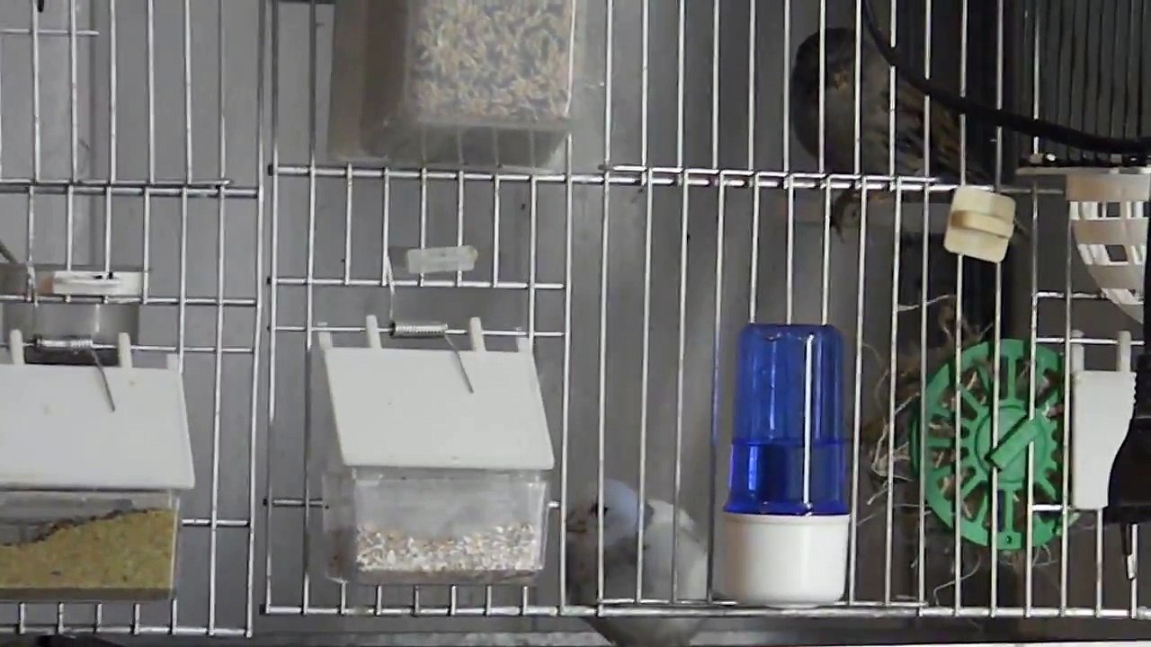 gloster male consort bleu fond blanc sur canari panacher deux femelles panacher blanc dominant