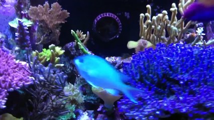 Red Sea Regal Angelfish