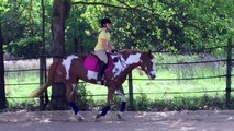 Quarter Horse Paint Mare for Sale 2