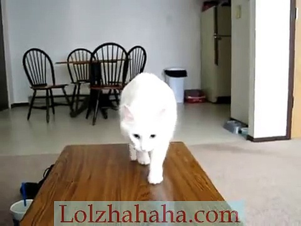 Cat playing fetch