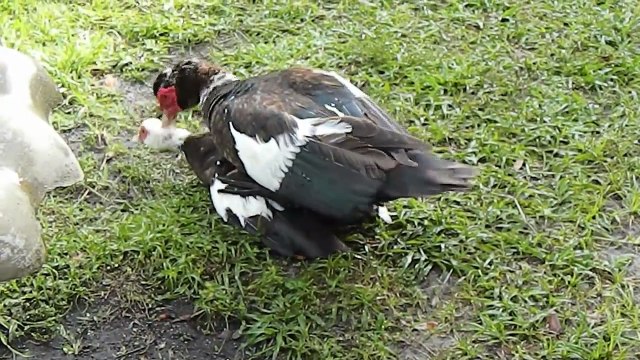 Muscovy duck male mates with a willing female
