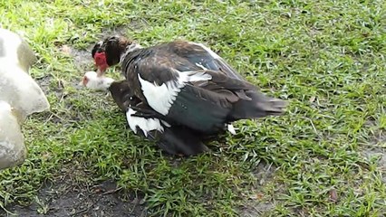 Muscovy duck male mates with a willing female