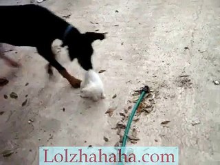 Cat protects her kitten from doberman.