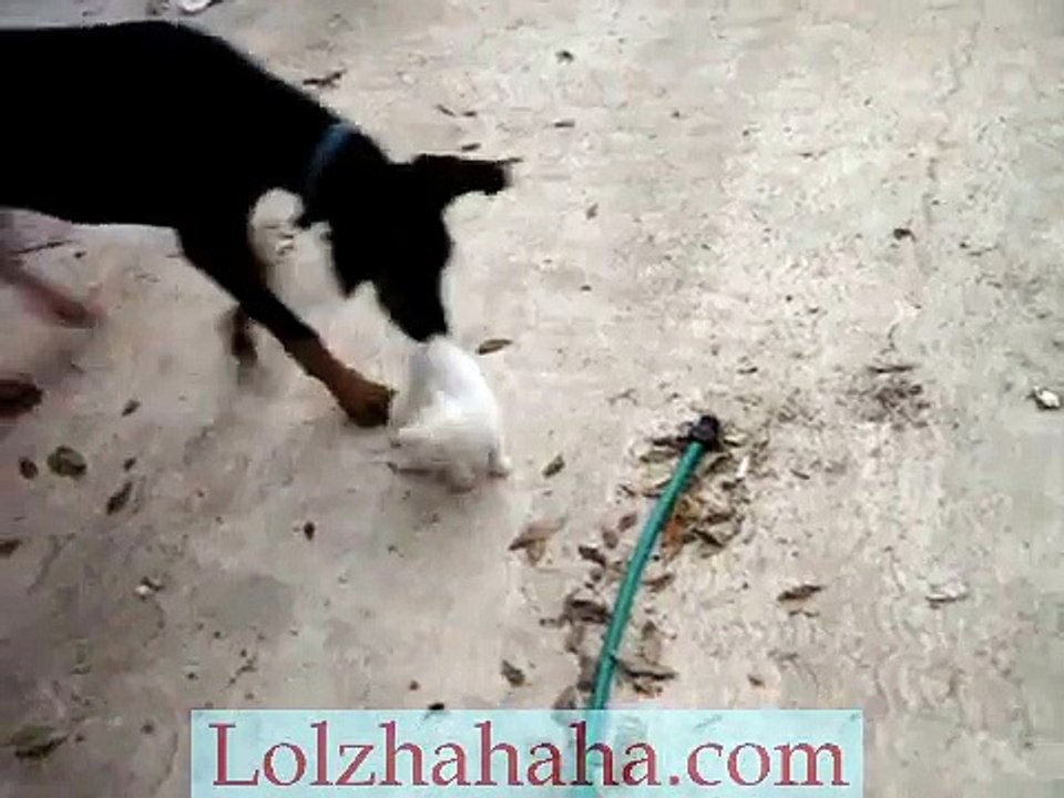 Cat protects her kitten from doberman.