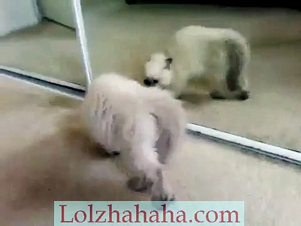 Cat scared of mirror