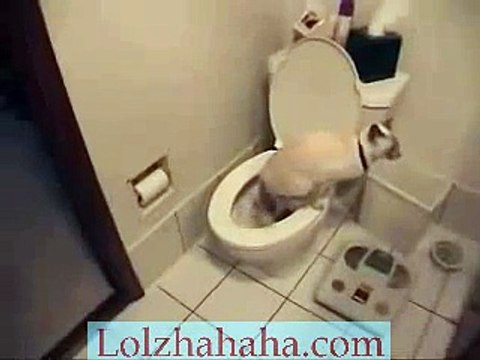 Cat using toilet & toilet paper