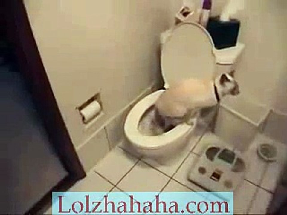 Cat using toilet & toilet paper