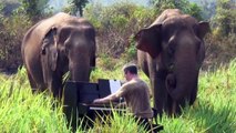 'The Elephant' by Saint-Saëns with Thai Elephants