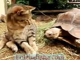 cat vs tortoise at gator farm (cat vs turtle)