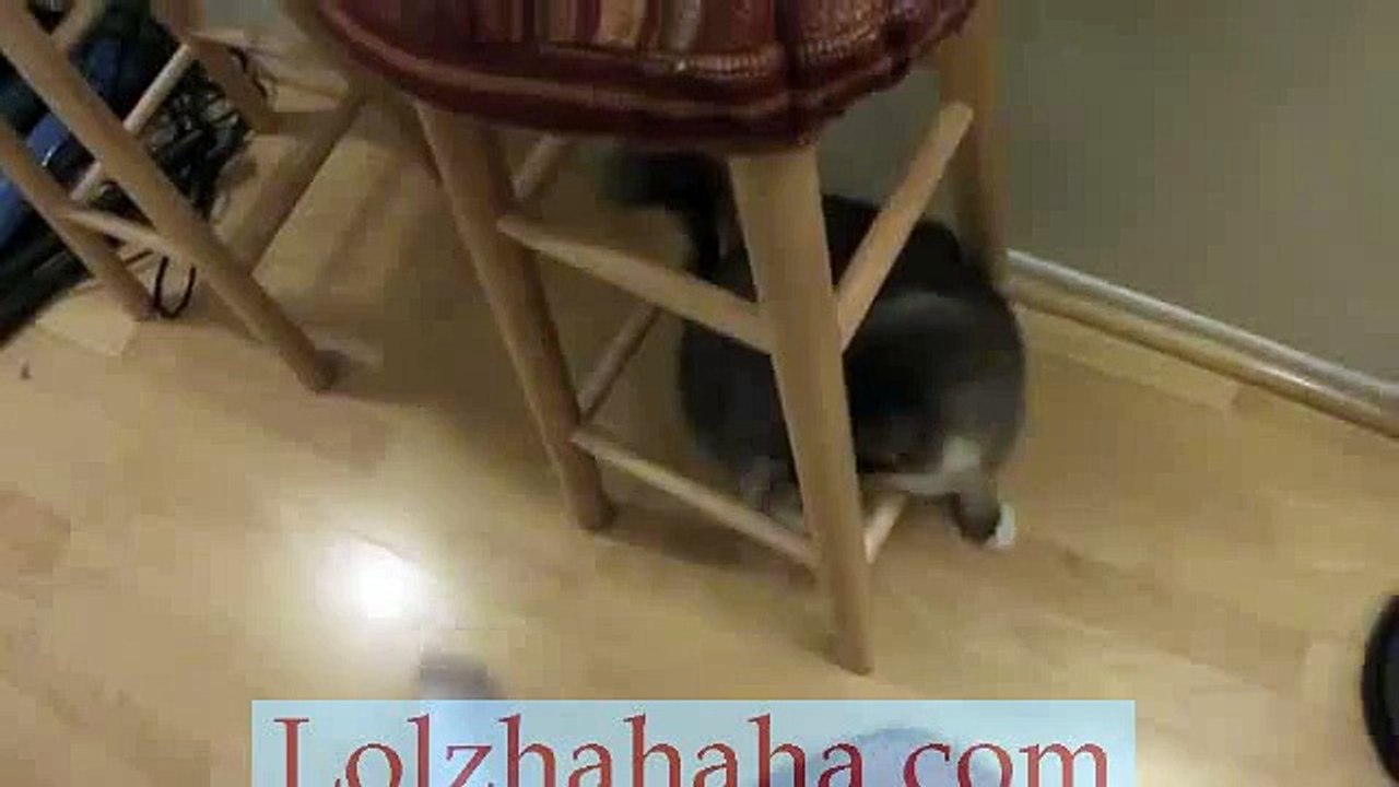 Cat vs. Foot_ The Battle