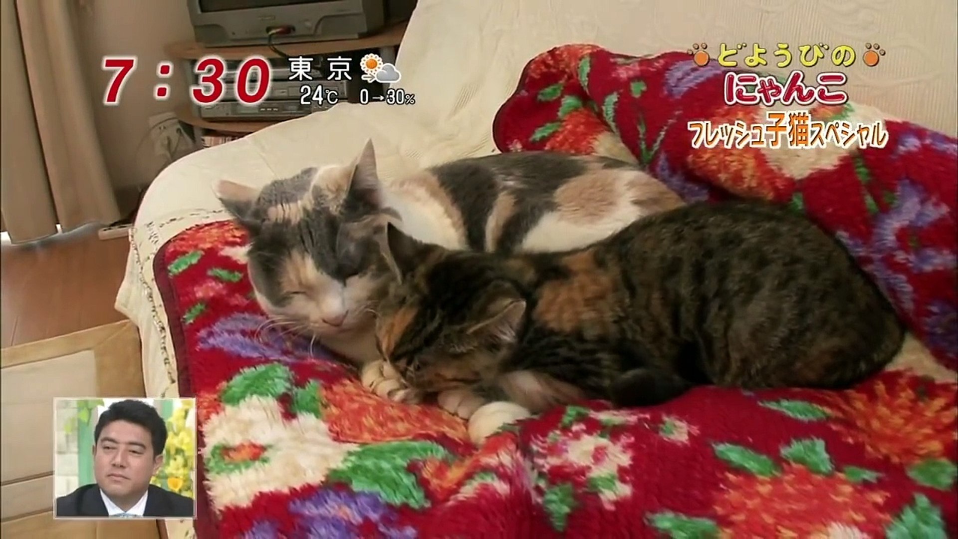 どようびのにゃんこ フレッシュ子猫スペシャル Video Dailymotion