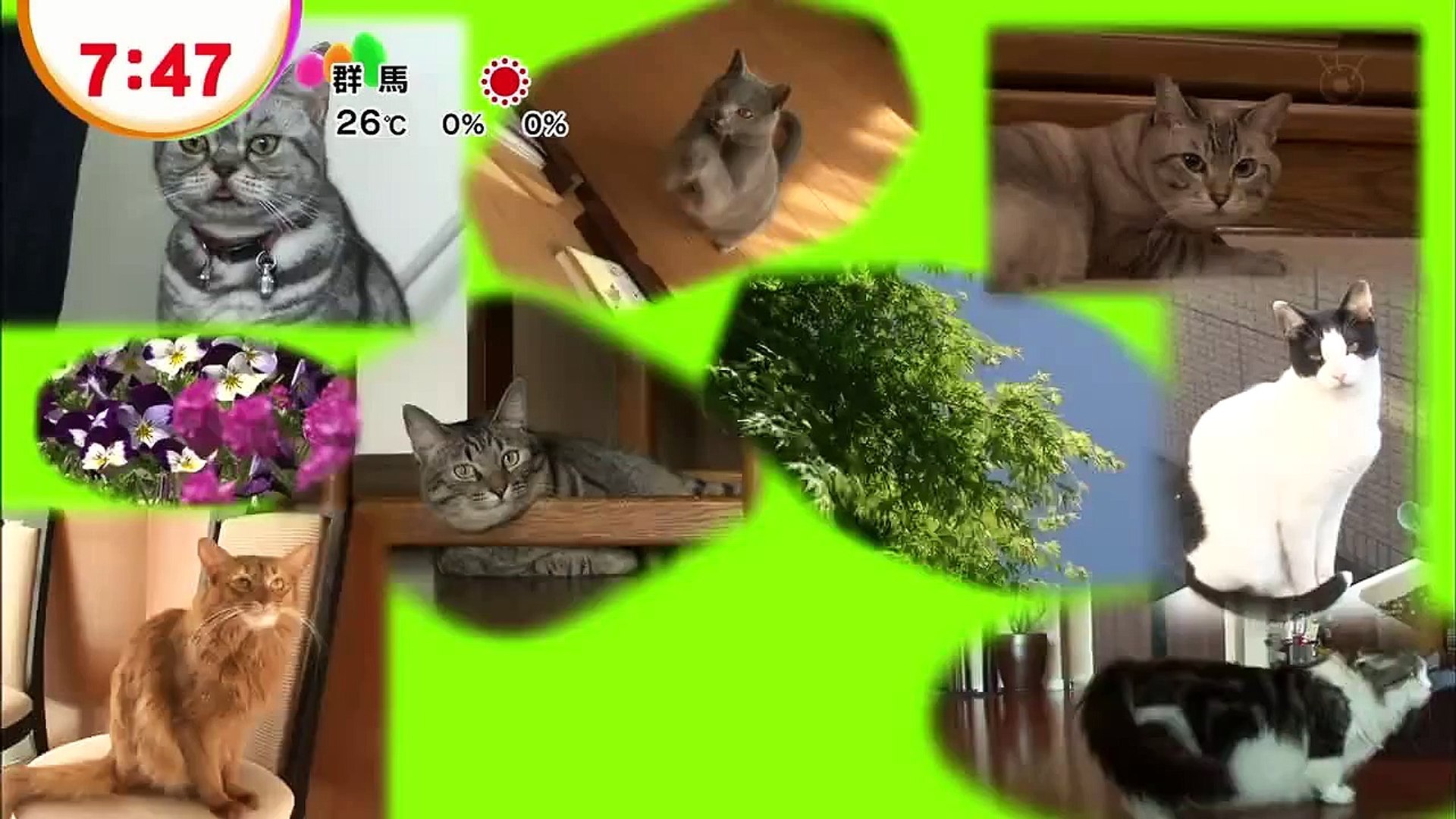 どようびのにゃんこ おもしろにゃんこ大集合 Video Dailymotion