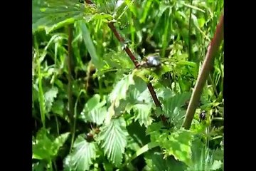 Zelten und angeln am Ederfluß bei Arfeld-Pfingsten 2011