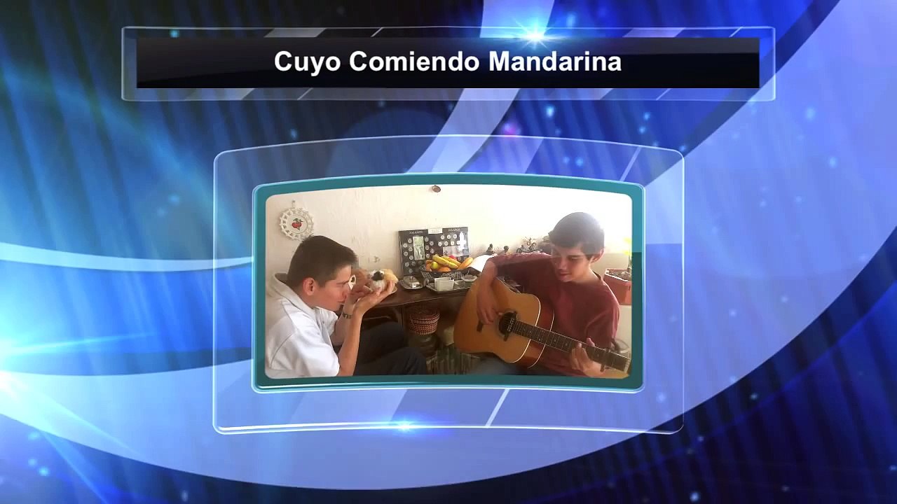 cuyos chistosos (comiendo mandarina y emitiendo sonidos muy, chistoso en verdad)