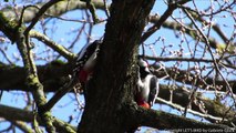 Buntspecht - Great spottet woodpecker - Dendrocopos major (1080p HD)