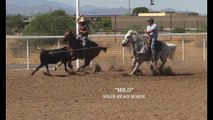 Milo Team Roping Head Horse For Sale