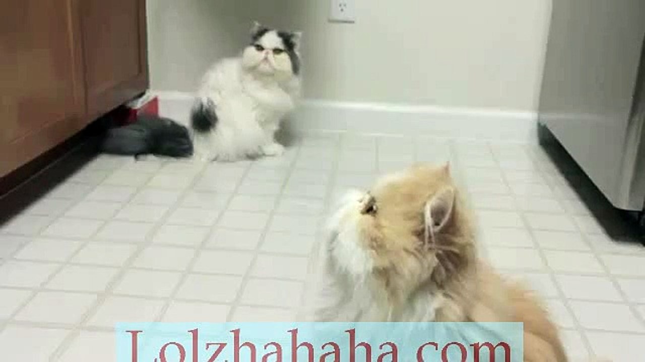 Cooper Cat Talking to Microwave
