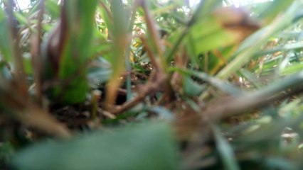 Fighting wind CX 20 gimbal Xiaomi Yi