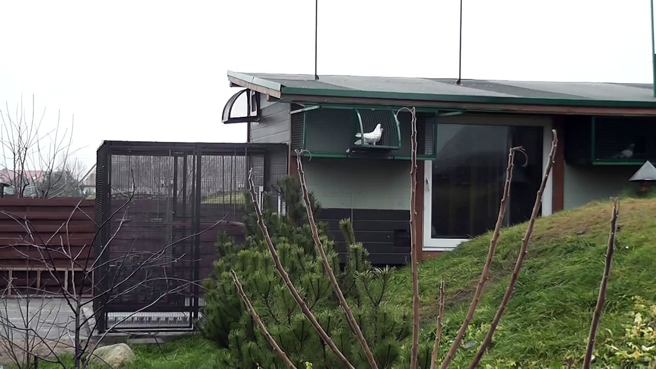 Николаевские голуби в Литве- 6