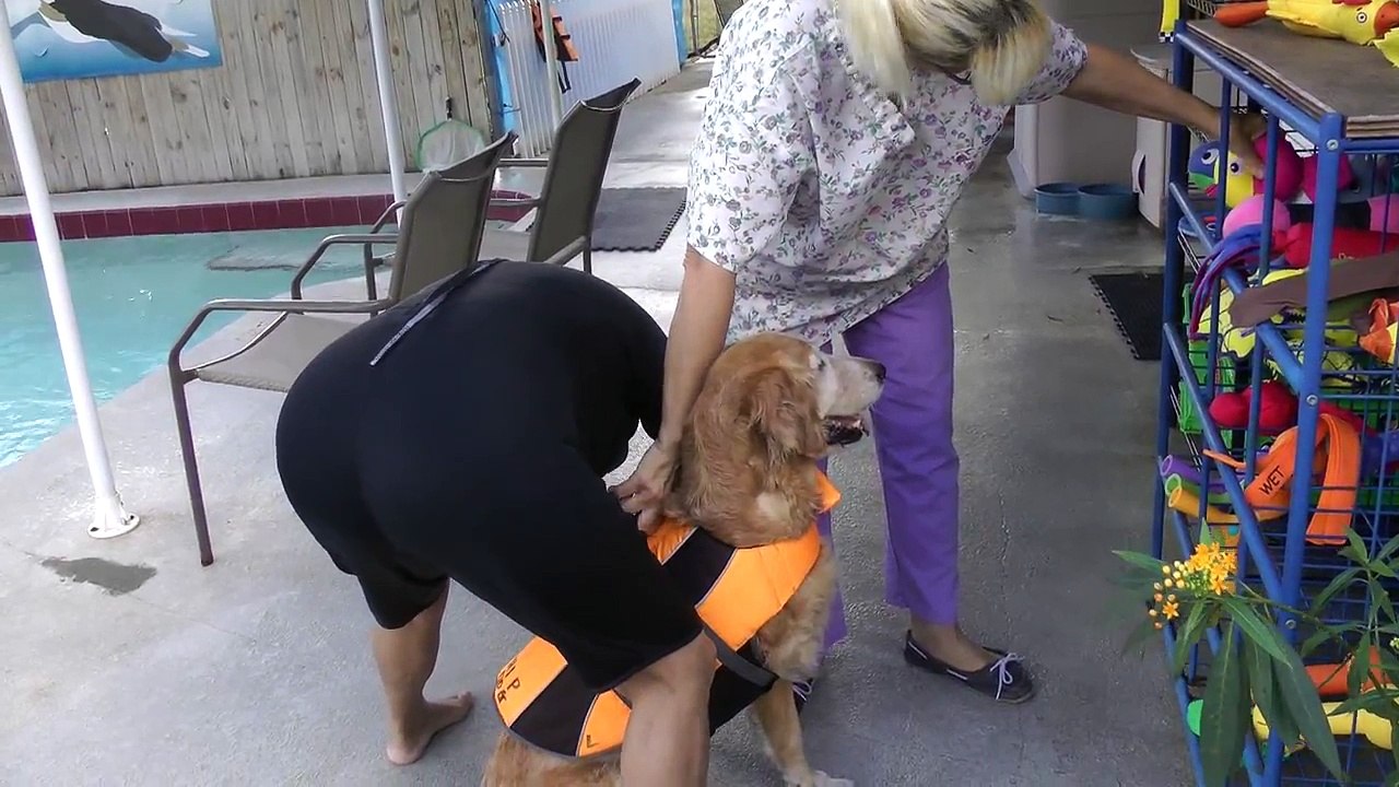 Golden Retriever Shelby Goes Swimming At Hip Dog Canine Hydrotherapy