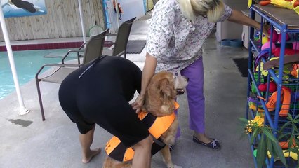 Golden Retriever Shelby Goes Swimming At Hip Dog Canine Hydrotherapy