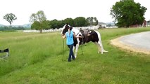 Chief Black tobiano tennessee walking/spotted saddle horse for sale!