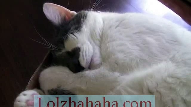 Cute Cat Sleeping and Snoring