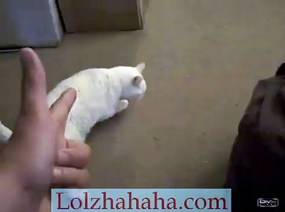 Cute Cat Trick_ Comet the Cat _Playing Dead_