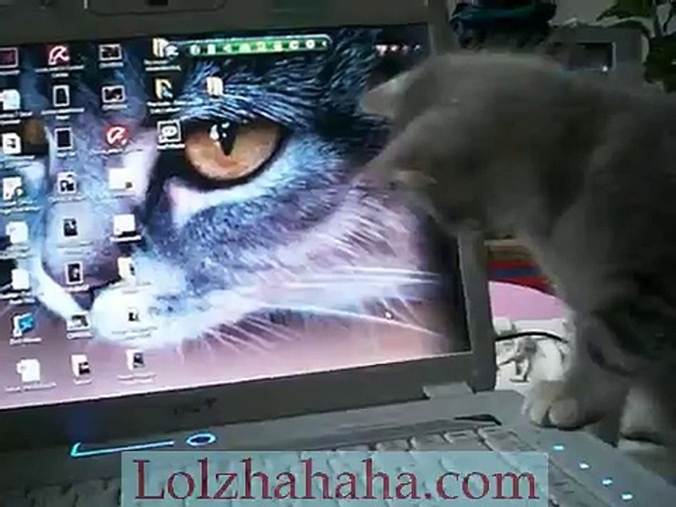 Cute Kitten - Bluetabby