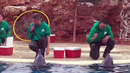 Αττικό Ζωολογικό Πάρκο (δελφίνια) / Attica Zoological Park (dolphin show)