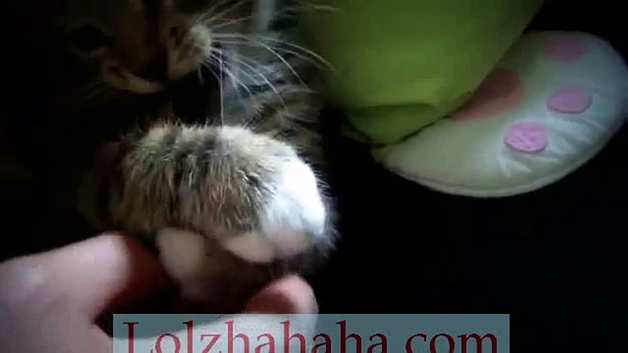 Cute kitten and lullaby
