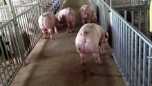 Jhon and Jhon Farms