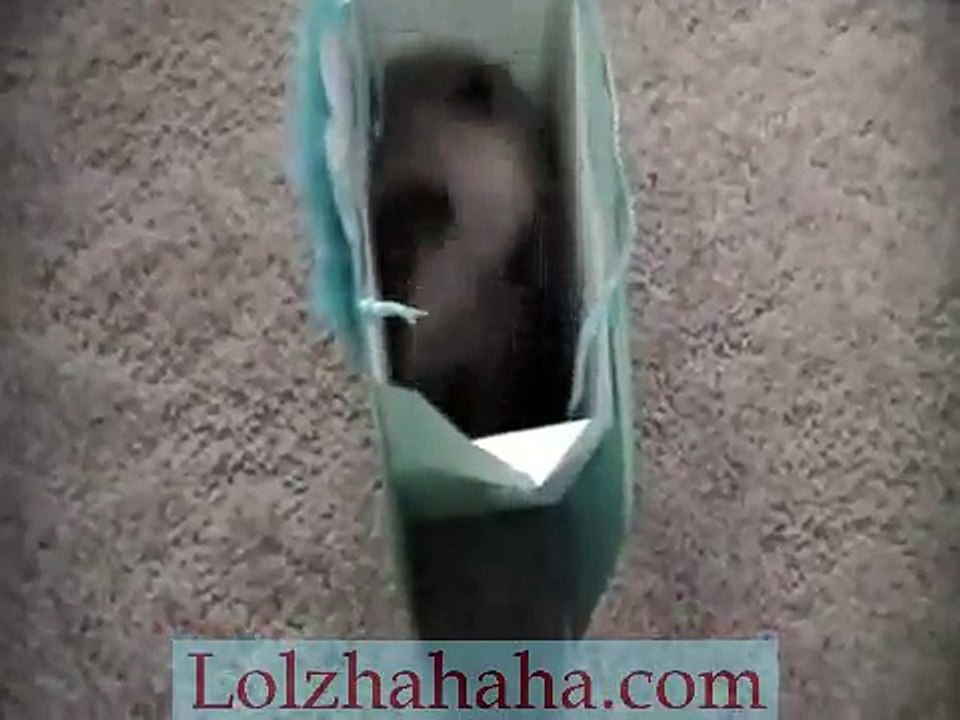 Cute Kitten Bag Fun Part 2