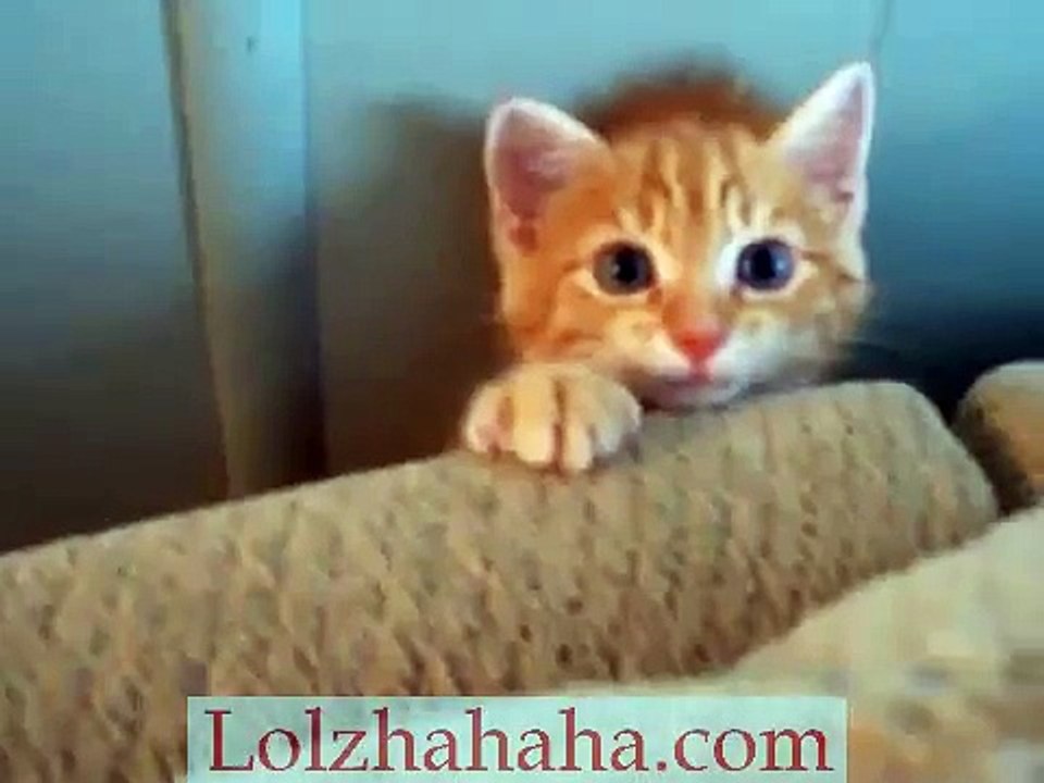 cute kitten behind couch