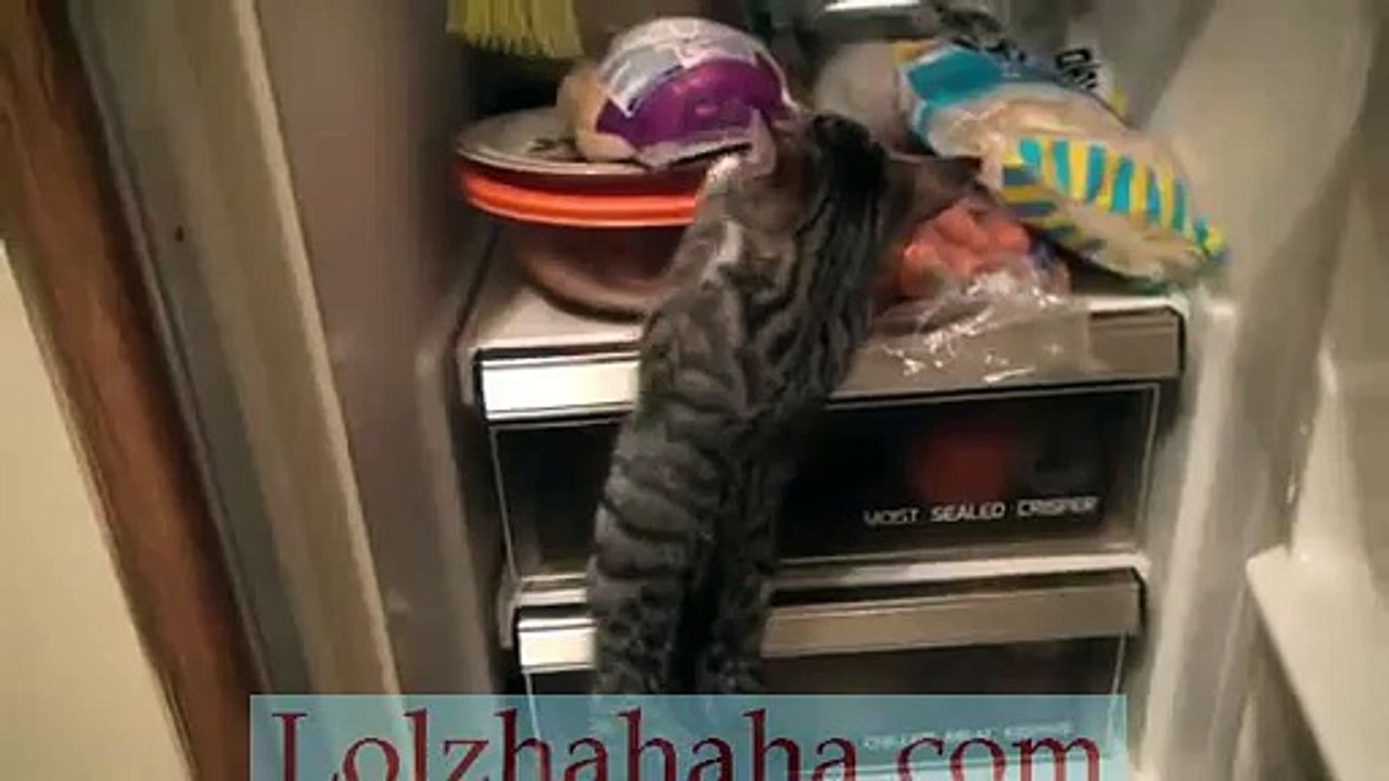 Cute kitten checking refrigerator