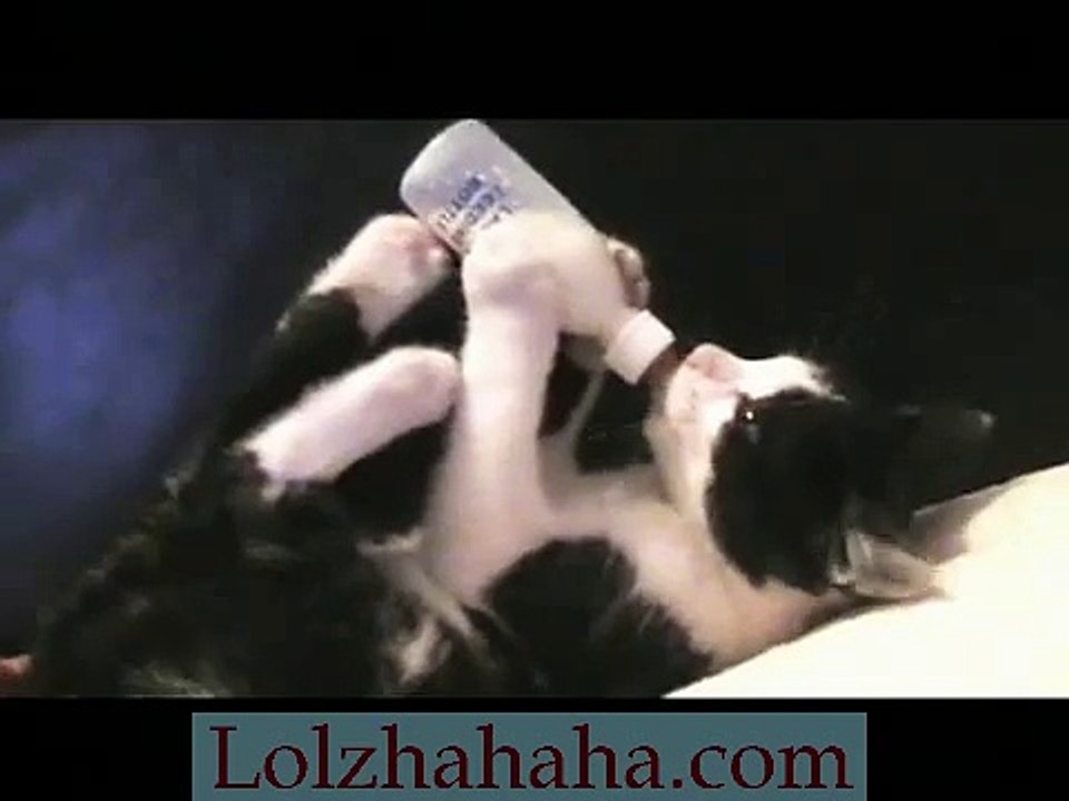 cute kitten drinking milk (Lactol)