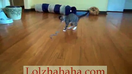 Cute kitten excited about rope